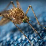 Una zanzariera per notti tranquille. Proteggiamoci dagli insetti efficacemente.