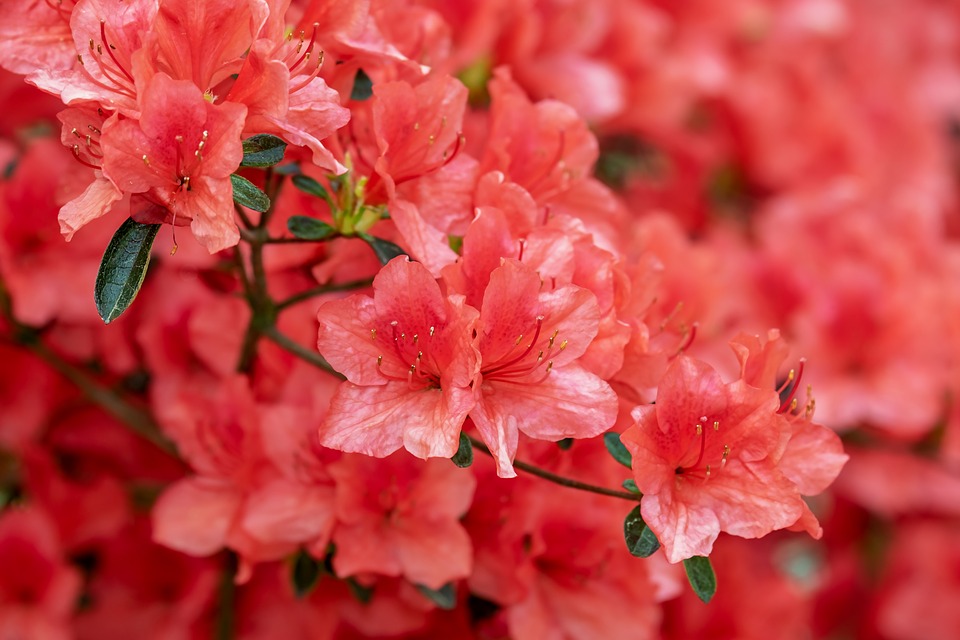 Azalea: le caratteristiche, la storia e come prendersi cura del fiore