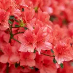 Azalea: le caratteristiche, la storia e come prendersi cura del fiore