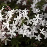 Gelsomino: storia, proprietà e leggende