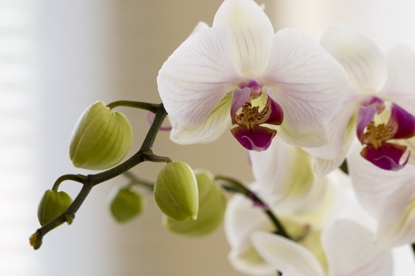 Come curare le orchidee con la nebulizzazione