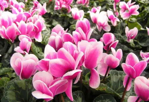 Piante invernali: le fioriture al gelo