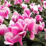 Piante invernali: le fioriture al gelo