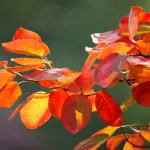 Il 5x1000 WWF: Un regalo per il nostro futuro