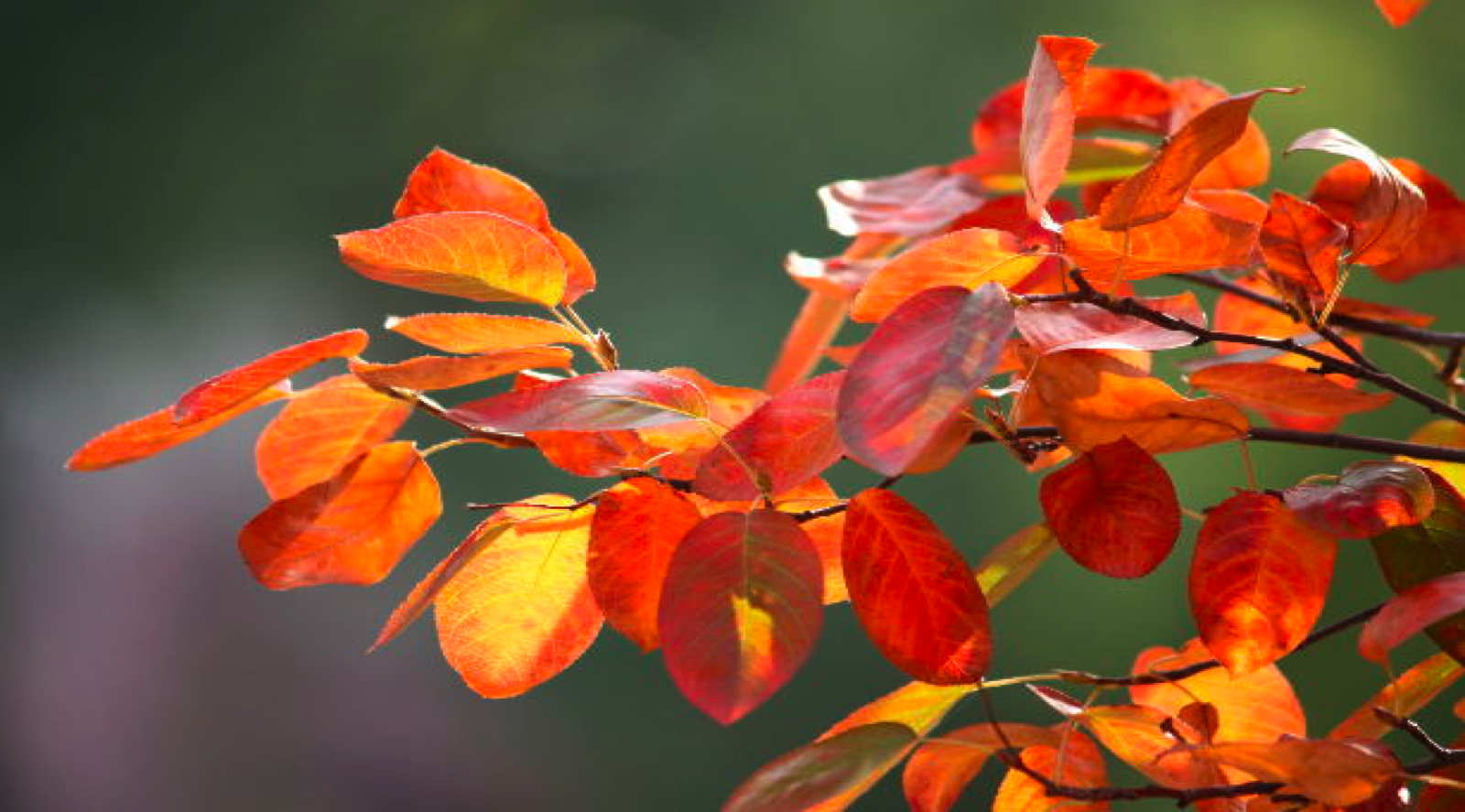 Il 5x1000 WWF: Un regalo per il nostro futuro