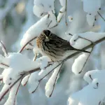Aiutare gli uccellini in questa morsa di freddo e neve