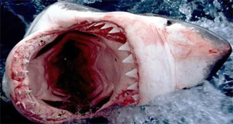 Squali: un terzo delle specie pelagiche a rischio di estinzione