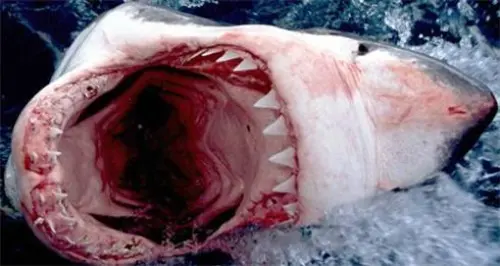 Squali: un terzo delle specie pelagiche a rischio di estinzione