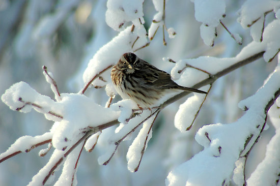 Aiutare gli uccellini in questa morsa di freddo e neve