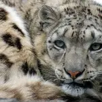 Il bracconaggio del Leopardo delle nevi in Afghanistan