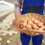 Costruire un pollaio: le caratteristiche da considerare necessariamente