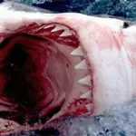 Squali: un terzo delle specie pelagiche a rischio di estinzione