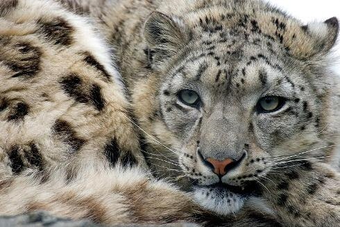 Il bracconaggio del Leopardo delle nevi in Afghanistan