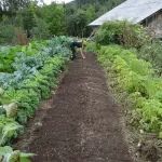 Concimare biologico per orto: panoramica sull’importanza della concimazione e sulle diverse tipologie