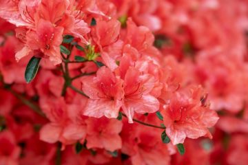 storia fiore azalea