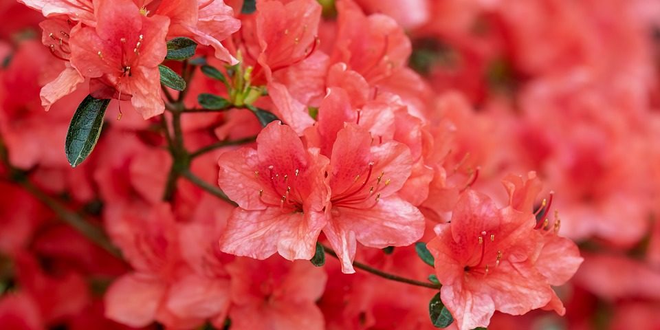 storia fiore azalea